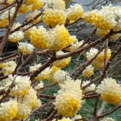 Edgeworthia Chrysantha Paper Bush - 7 Gallon Pot 18 Edgeworthia Chrysantha Paper Bush - 7 Gallon Pot -Green Garden Outdoor Shop Edgeworthia 4 500x700 1