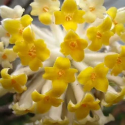 Edgeworthia Chrysantha Paper Bush - 7 Gallon Pot 25 Edgeworthia Chrysantha Paper Bush - 7 Gallon Pot -Green Garden Outdoor Shop Edgeworthia BS
