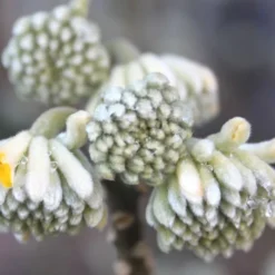 Edgeworthia Chrysantha Paper Bush - 7 Gallon Pot 22 Edgeworthia Chrysantha Paper Bush - 7 Gallon Pot -Green Garden Outdoor Shop Edgeworthia Flower Buds