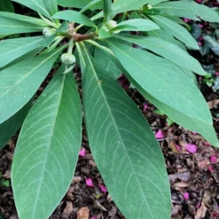 Edgeworthia Chrysantha Paper Bush - 7 Gallon Pot 19 Edgeworthia Chrysantha Paper Bush - 7 Gallon Pot -Green Garden Outdoor Shop Edgeworthia Leaves Closeup 500x700 1