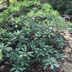 Edgeworthia Chrysantha Paper Bush - 7 Gallon Pot 20 Edgeworthia Chrysantha Paper Bush - 7 Gallon Pot -Green Garden Outdoor Shop Edgeworthia Shrub 500x700 1