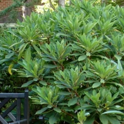 Snow Cream Edgeworthia Paper Bush - 3 Gallon -Green Garden Outdoor Shop Edgeworthia Snow Cream 7