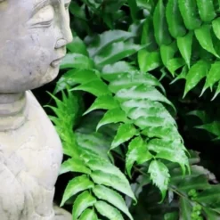 Japanese Holly Fern - Cyrtomium Falcatum 'Rochfordianum' - 2.5 Quart Pot 10 Japanese Holly Fern - Cyrtomium Falcatum 'Rochfordianum' - 2.5 Quart Pot -Green Garden Outdoor Shop Fern Japanese Holly 9