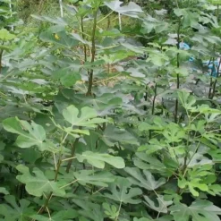 Black Mission Fig Tree - 1 Gallon Pot -Green Garden Outdoor Shop Fig Black Mission 5