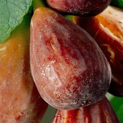 Brown Turkey Fig Tree - 5 Gallon Pot 12 Brown Turkey Fig Tree - 5 Gallon Pot -Green Garden Outdoor Shop Fig Brown Turkey 20