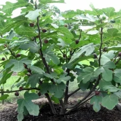 Chicago Cold Hardy Fig Tree - 5 Gallon Pot -Green Garden Outdoor Shop Fig Chicago Cold Hardy 1 2