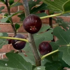Chicago Cold Hardy Fig Tree - 2 Gallon Pot -Green Garden Outdoor Shop Fig Chicago Cold Hardy