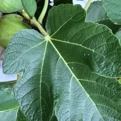 Italian Honey Fig Tree (Ficus Carica 'Lattarula') - 1 Gallon Pot -Green Garden Outdoor Shop Fig Ischia 3