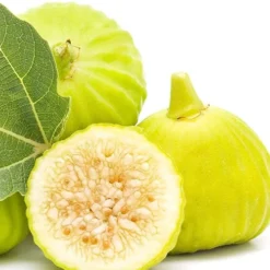 Italian Honey Fig Tree (Ficus Carica 'Lattarula') - 1 Gallon Pot -Green Garden Outdoor Shop Fig Lemon Italian Honey 2