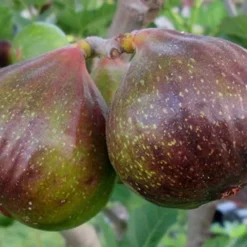 Olympian Cold Hardy Fig Tree - 2 Gallon Pot -Green Garden Outdoor Shop Fig Olympain 2