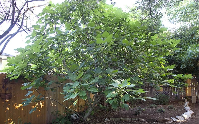 Texas Everbearing Fig Tree - 1 Gallon Pot 5 Texas Everbearing Fig Tree - 1 Gallon Pot - Image 5