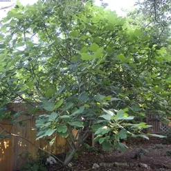 Texas Everbearing Fig Tree - 6 Pack Of 1 Gallon Pots 11 Texas Everbearing Fig Tree - 6 Pack Of 1 Gallon Pots -Green Garden Outdoor Shop Fig Texas Everbearing 12