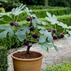 Texas Everbearing Fig Tree - 6 Pack Of 1 Gallon Pots 10 Texas Everbearing Fig Tree - 6 Pack Of 1 Gallon Pots -Green Garden Outdoor Shop Fig Texas Everbearing 13