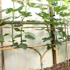 Texas Everbearing Fig Tree - 6 Pack Of 1 Gallon Pots 12 Texas Everbearing Fig Tree - 6 Pack Of 1 Gallon Pots -Green Garden Outdoor Shop Fig Texas Everbearing 6