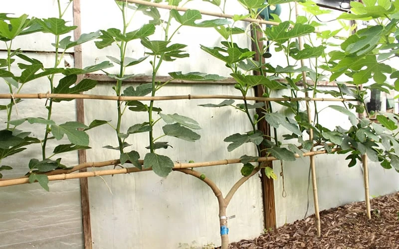 Texas Everbearing Fig Tree - 6 Pack Of 1 Gallon Pots 6 Texas Everbearing Fig Tree - 6 Pack Of 1 Gallon Pots - Image 6