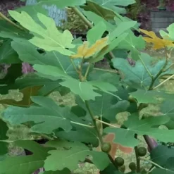 Texas Everbearing Fig Tree - 6 Pack Of 1 Gallon Pots 13 Texas Everbearing Fig Tree - 6 Pack Of 1 Gallon Pots -Green Garden Outdoor Shop Fig Texas Everbearing 7