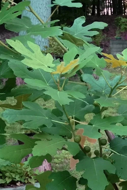 Texas Everbearing Fig Tree - 6 Pack Of 1 Gallon Pots 7 Texas Everbearing Fig Tree - 6 Pack Of 1 Gallon Pots - Image 7