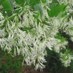 Grancy Graybeard - White Fringe Tree - 7 Gallon Pot (2-3') -Green Garden Outdoor Shop Grancy Graybeard Tree 30 2