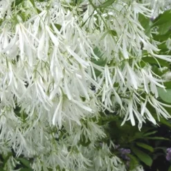 Grancy Graybeard - White Fringe Tree - 7 Gallon Pot (3-4')