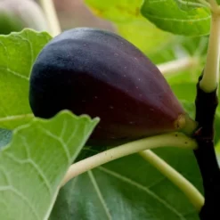 Black Mission Fig Tree - 1 Gallon Pot -Green Garden Outdoor Shop Grape Black Mission 50