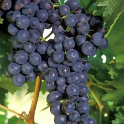Concord Grape Vine - 2 Gallon Pot
