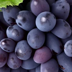 Mars Seedless Grape - 1 Gallon Pot 7 Mars Seedless Grape - 1 Gallon Pot -Green Garden Outdoor Shop Grape Mars Seedless 50
