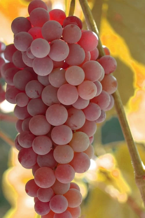 Reliance Red Seedless Grape Vine - 1 Gallon Pot 1 Reliance Red Seedless Grape Vine - 1 Gallon Pot