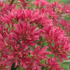 Temple Of Bloom Seven-son Flower (Heptacodium Miconioides) - 1 Gallon Pot