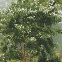 Temple Of Bloom Seven-son Flower (Heptacodium Miconioides) - 1 Gallon Pot -Green Garden Outdoor Shop Heptacodium Temple Of Bloom 3