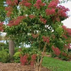 Temple Of Bloom Seven-son Flower (Heptacodium Miconioides) - 1 Gallon Pot -Green Garden Outdoor Shop Heptacodium Temple Of Bloom 8