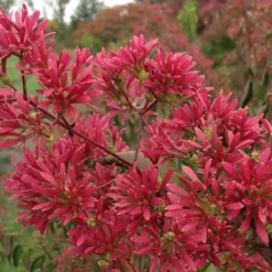 Temple Of Bloom Seven-son Flower (Heptacodium Miconioides) - 1 Gallon Pot -Green Garden Outdoor Shop Heptacodium Temple of Bloom 2