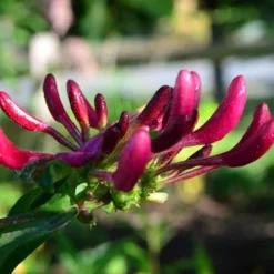 Peaches & Cream Fragrant Honeysuckle - Lonicera Periclymenum - 3 Gallon Pot 11 Peaches & Cream Fragrant Honeysuckle - Lonicera Periclymenum - 3 Gallon Pot -Green Garden Outdoor Shop Honeysuckle Peaches And Cream 10