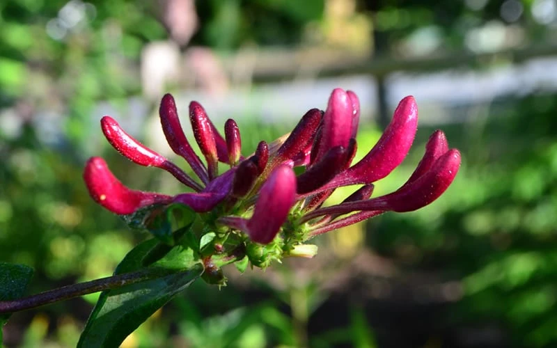 Peaches & Cream Fragrant Honeysuckle - Lonicera Periclymenum - 3 Gallon Pot 5 Peaches & Cream Fragrant Honeysuckle - Lonicera Periclymenum - 3 Gallon Pot - Image 5