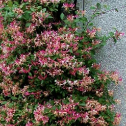 Peaches & Cream Fragrant Honeysuckle - Lonicera Periclymenum - 3 Gallon Pot 13 Peaches & Cream Fragrant Honeysuckle - Lonicera Periclymenum - 3 Gallon Pot -Green Garden Outdoor Shop Honeysuckle Peaches And Cream 12