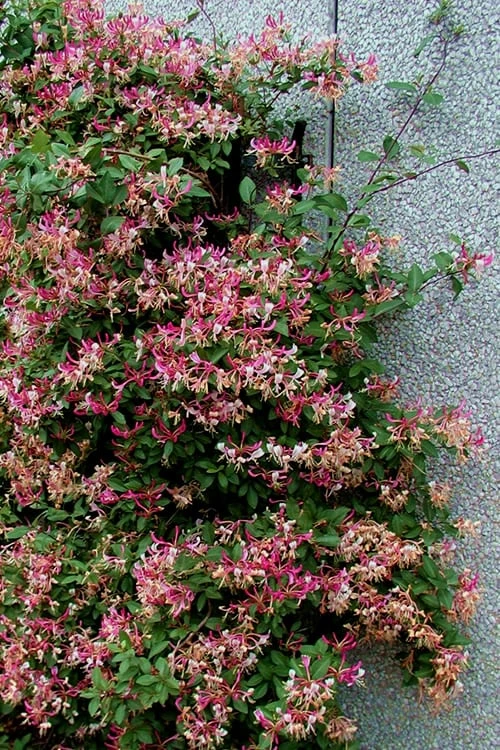 Peaches & Cream Fragrant Honeysuckle - Lonicera Periclymenum - 3 Gallon Pot 7 Peaches & Cream Fragrant Honeysuckle - Lonicera Periclymenum - 3 Gallon Pot - Image 7