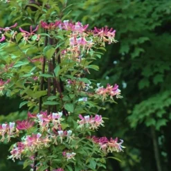 Peaches & Cream Fragrant Honeysuckle - Lonicera Periclymenum - 3 Gallon Pot 12 Peaches & Cream Fragrant Honeysuckle - Lonicera Periclymenum - 3 Gallon Pot -Green Garden Outdoor Shop Honeysuckle Peaches And Cream 13