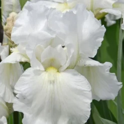 Immortality Tall Bearded Iris (Reblooming) - 1 Gallon Pot 7 Immortality Tall Bearded Iris (Reblooming) - 1 Gallon Pot -Green Garden Outdoor Shop Iris Germanica Immortality 4
