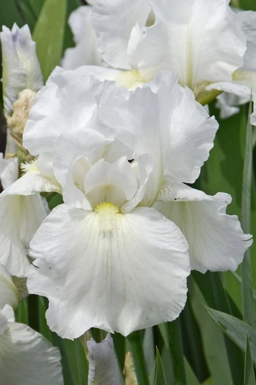 Immortality Tall Bearded Iris (Reblooming) - 1 Gallon Pot 4 Immortality Tall Bearded Iris (Reblooming) - 1 Gallon Pot - Image 4