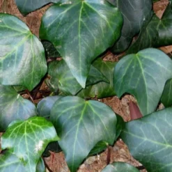 Algerian Ivy - Hedera Helix - 5 Pack Of Pint Pots