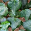 Algerian Ivy - Hedera Helix - 10 Count Flat Of Pint Pots