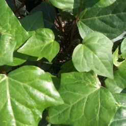 Algerian Ivy - Hedera Helix - 10 Count Flat Of Pint Pots -Green Garden Outdoor Shop Ivy Algerian Closeup 2