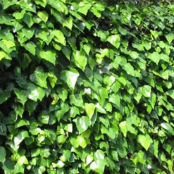 Algerian Ivy - Hedera Helix - 6 Pack Of Pint Pots -Green Garden Outdoor Shop Ivy Algerian Landscape