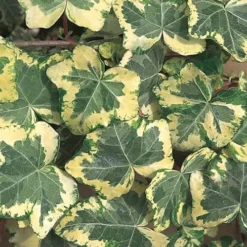 Golden Ingot Ivy - Hedera Helix - 3 Pack Of Pint Pots -Green Garden Outdoor Shop Ivy Golden Ingot