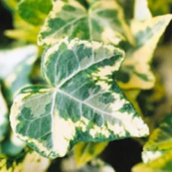 Golden Ingot Ivy - Hedera Helix - 3 Pack Of Pint Pots -Green Garden Outdoor Shop Ivy Golden Ingot Closeup