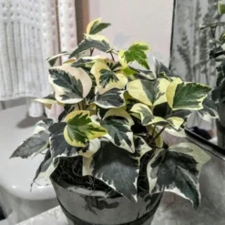 Variegated Algerian Ivy (Hedera Algeriensis 'Gloire De Marengo') - 6 Pack Of Pint Pots -Green Garden Outdoor Shop Ivy Variegated Algerian 5