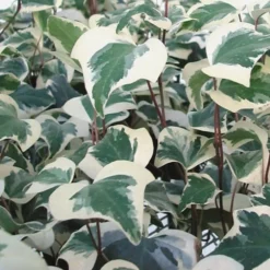 Variegated Algerian Ivy (Hedera Algeriensis 'Gloire De Marengo') - 6 Pack Of Pint Pots -Green Garden Outdoor Shop Ivy Variegated Algerian 500x750 1