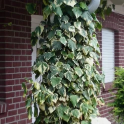 Variegated Algerian Ivy (Hedera Algeriensis 'Gloire De Marengo') - 6 Pack Of Pint Pots -Green Garden Outdoor Shop Ivy Variegated Algerian 6