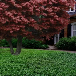 Asian Jasmine (Trachelospermum Asiaticum) - 72 Pack Of 3.5" Pint Pots -Green Garden Outdoor Shop Jasmine Asian 21