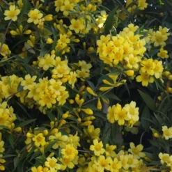 Duet Yellow Jasmine (Jessamine) - 2 Gallon Pot -Green Garden Outdoor Shop Jasmine Duet 5