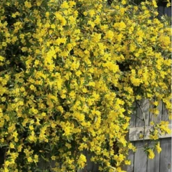 Duet Yellow Jasmine (Jessamine) - 2 Gallon Pot -Green Garden Outdoor Shop Jasmine Duet 8